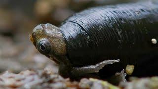 A giant leech swallows a toad whole!