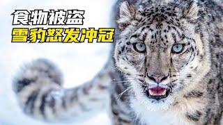 心酸：雪豹艱難狩獵巖羊，卻被其它動物又偷又搶