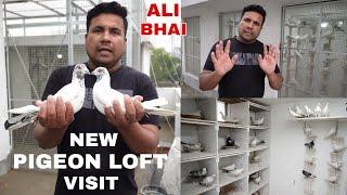 Pigeon Lover Ali Bhai New Pigeon Loft Visit ( 2024 ) - Kolkata Rajarhat New Town  ( 7003401838 )