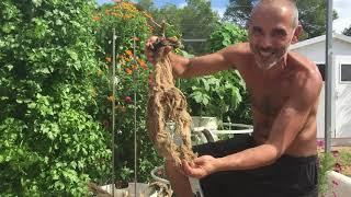 Growing tomatoes on a Tower Garden | tomato roots