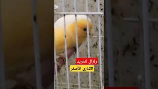 تغريد الكناري