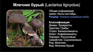 Млечник бурый (Lactarius lignyotus)