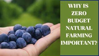 What is Zero Budget Natural Farming and Why It Is Important?