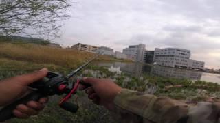 Snakehead fishing on Camp Humpreys, South Korea