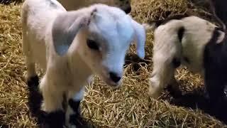 New Goat Kids 2025-01-19