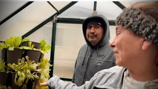 UP POTTING TOMATILLO/TOMATOES  #gardening #zone9b #tomatillo #tomatoes