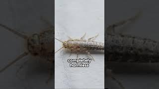 Silverfish #animals #wildlife  #insects