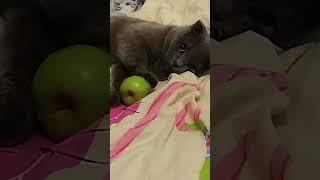 мяу #instrumental #musica #flute #cat #song