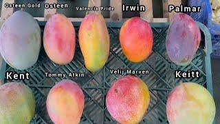 Top -10 Colourful Mango Varietys Plant Available in GreenLand Nursery India ️ +91891849494093