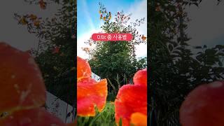 딱 한 번만 믿고 0.6배 줌으로 사진 찍어보세요. | 갤럭시, 아이폰 사진 꿀팁 #smartphone
