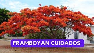 ARBOL FRAMBOYAN - CUIDADOS Y CONSEJOS.