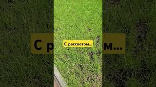  Помните, как раньше косили траву? Тот самый покос, от которого пахло летом и свободой!