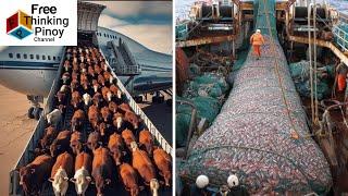 Ganito pala ilipat ang MARAMING BAKA! Limpak Limpak na ISDA AT TAHONG HARVESTING