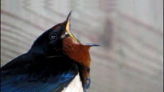 Vogelgeluiden: Layang-layang asia, Boerenzwaluw, Hirundo rustica. Song of the Barn swallow.