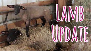 Lamb Update