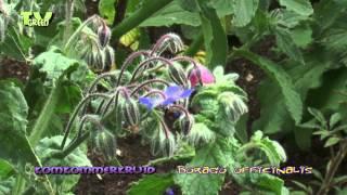 Flora View - Bernagie - komkommerkruid - Borago officinalis