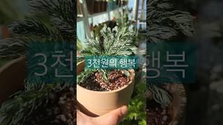 3천원의 행복 블루버드편 #식물 #식물키우기 #힐링 #plants #베란다정원 #블루버드