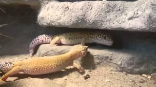 Blind leopardgecko being handfed.