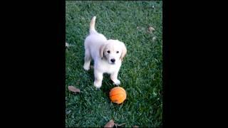 cute puppy playing with a ball cute video #dog #puppy #doglover #cutedog #labrador #trending #shorts