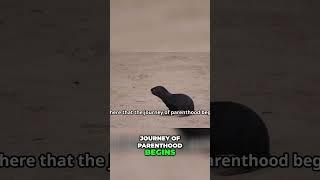 Vocal Magic of Sea Lions  The Sound of Parenthood