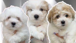 Three Coton de Tulear puppies get their first bath