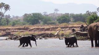 Samburu elephants river crossing - part 5 - baby runs back to friends, trumpeting