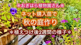 【ガーデニング】ネット購入苗植えつけ＊巨大ユリの球根が大変なことに⁉︎秋の庭の様子