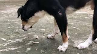 Dogs eat bone again episode 296| By Dog Food TV