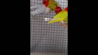 Opaline Pale Fallows African lovebirds