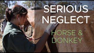 Serious neglect, horse and donkey | RSPCA South Australia