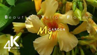 Fascinating beauty of yellow flowers [4K ULTRA HD] Relaxing music with beautiful flowers [4K Video]