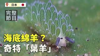 【大千世界新聞】奇特海洋生物像綿羊｜在洞穴獨居500天與世隔絕｜氣味專家研製月球味道的香水｜罕見植物四年開一次花味道奇臭（2023/4/29完整版）