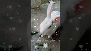 My Cute hunny#our Cute Jungkook#rabbit short video#viral video#saniya art class