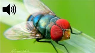 Housefly Sound Effect