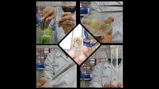 Callus induction process // Plant tissue culture // In-vitro techniques // Plant Biotechnology