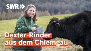 Lecker aufs Land - Es weihnachtet! Dexter Rinder aus dem Chiemgau