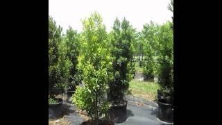 Japanese Blueberry Trees - Elaeocarpus decipiens