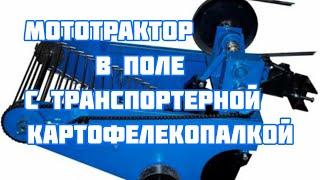 Мототрактор Силач в работе с транспортерной картофелекопалкой! Видео от подписчика!