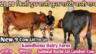 20 20  किलों दुध वाली साहीवाल राठी गाय Kamdhenu Dairy Farm  New 9 Sahiwal Rathi Cow Lot For Sale