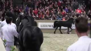 KFPS Royal Friesian Stallion Show