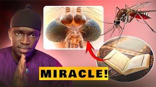 Kéemtaan Yi Yalla Deff Ci Yoo (Moustique) -  Les Miracles Scientifiques du Coran