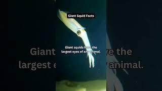 Amazing Giant Squid Facts: Unveiling the Mysteries of the Deep Sea