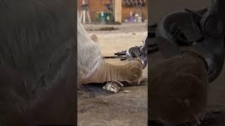 DEFORMED HOOF Transformation SHORT #horse #farrier #horsecare #equestrian #farrierlife #horsemanship