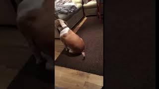 Dog Spins Around On Her Ass (So Funny)