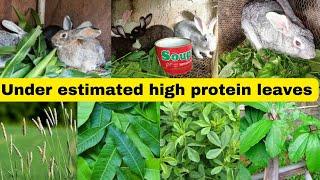 7 underestimated leaves you never knew it works for rabbit || high in crude protein