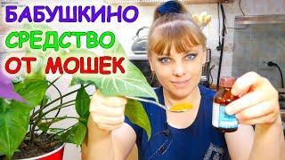 Бабушкино средство от мошек! Мошки в комнатных цветах. Как избавиться от мошек в комнатных горшках.