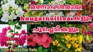 Beautiful bougainvillea plants and variety  flowering plants for sale| #evergreen_media_vlog