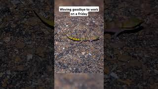 Just 5 cm long! Smallest gecko in the world?  Microgecko persicus #Shorts #reptiles #wild #nature