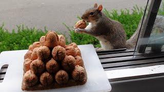 Squirrels' reactions to a pyramid of nuts