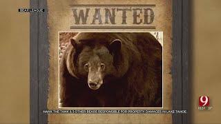 500-Pound Bear Known As 'Hank The Tank' May Be Innocent In Most Home Break-ins